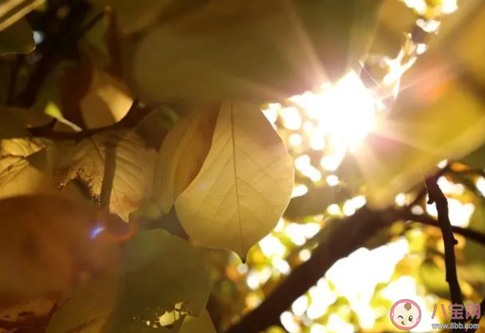 古代有梧桐報(bào)秋的習(xí)俗與哪個(gè)成語(yǔ)有關(guān) 2023螞蟻莊園8月8日答案