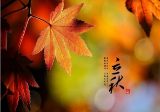 立秋時節古代梧桐報秋的習俗與哪個成語有關 螞蟻莊園8月8日答案