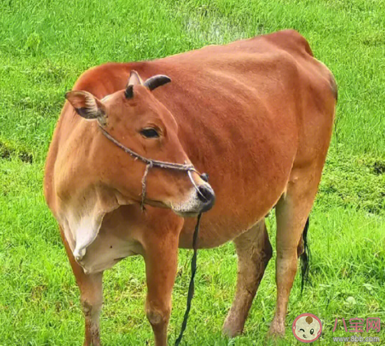 在牛的眼中能看到什么顏色 2023螞蟻莊園8月9日答案介紹