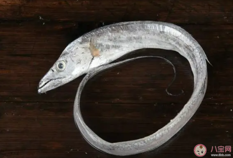 帶魚白天會浮在哪里 神奇海洋8月8日答案2023