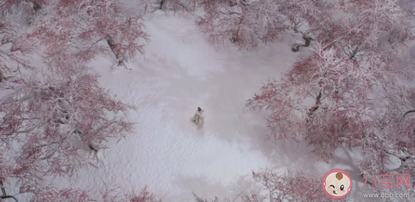 楊紫談長相思梅林殉情說了什么 梅林虐殺原著是怎樣描述的 楊紫談長相思梅林殉情說了什么 梅林虐殺原著是怎樣描述的