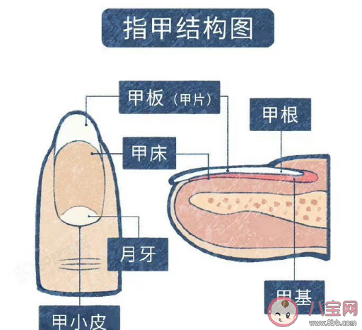 月牙大小和健康有關嗎 指甲上的月牙是怎么來的 月牙大小和健康有關嗎 指甲上的月牙是怎么來的