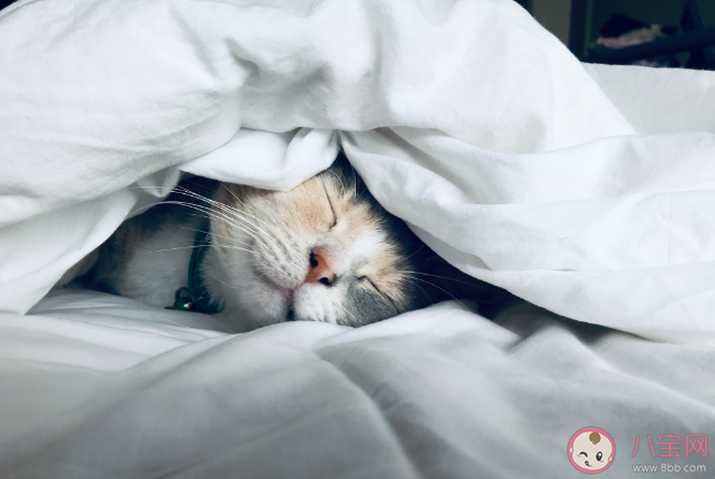 研究發現周末睡懶覺或損害腸道健康 愛睡懶覺到底好不好 研究發現周末睡懶覺或損害腸道健康 愛睡懶覺到底好不好