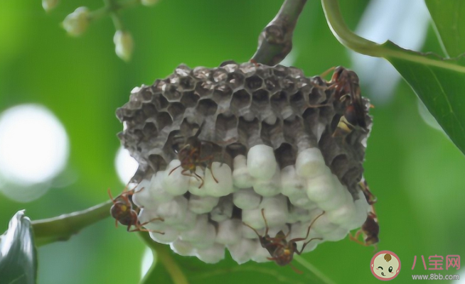 被馬蜂蜇傷怎么處理 遇到馬蜂怎么辦