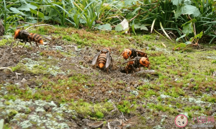 被馬蜂蜇傷怎么處理 遇到馬蜂怎么辦