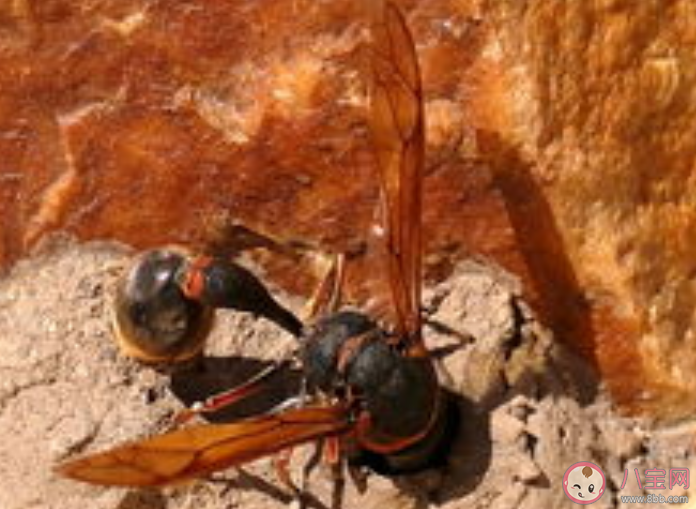 被馬蜂蜇傷怎么處理 遇到馬蜂怎么辦