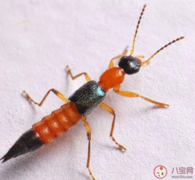 女子捏死隱翅蟲手臂被腐蝕7天還沒好 遇到隱翅蟲怎么處理 女子捏死隱翅蟲手臂被腐蝕7天還沒好 遇到隱翅蟲怎么處理