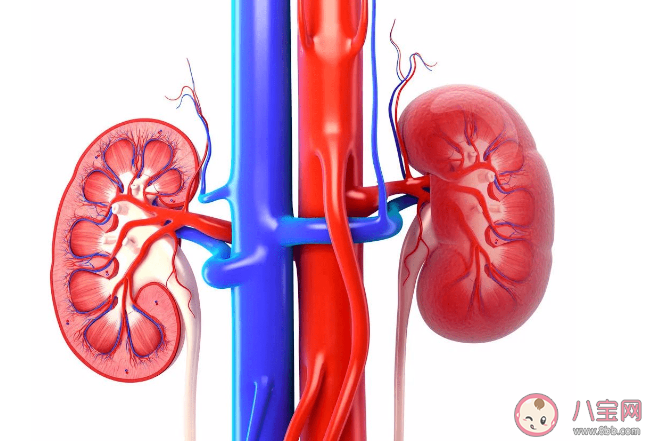 喝啤酒有利于體內(nèi)結(jié)石排出嗎 如何有效預(yù)防腎結(jié)石