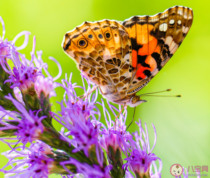 風吹沙蝶戀花千古佳話是什么歌 《卜卦》歌詞歌曲介紹 風吹沙蝶戀花千古佳話是什么歌 《卜卦》歌詞歌曲介紹