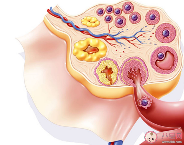 女性400多顆卵子排完就絕經了嗎 女性需要保存多少卵子才能確保懷孕