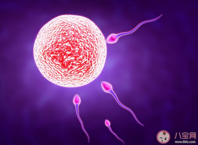 女性400多顆卵子排完就絕經了嗎 女性需要保存多少卵子才能確保懷孕