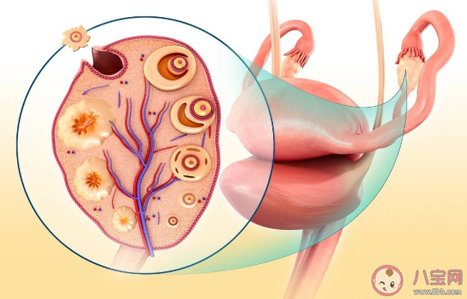 卵巢早衰可以逆轉恢復嗎 卵巢保養(yǎng)重在預防過早衰老 卵巢早衰可以逆轉恢復嗎 卵巢保養(yǎng)重在預防過早衰老