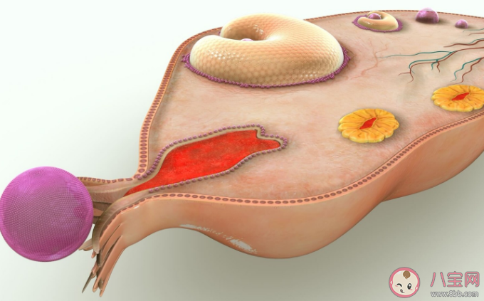 卵巢早衰可以逆轉恢復嗎 卵巢保養(yǎng)重在預防過早衰老 卵巢早衰可以逆轉恢復嗎 卵巢保養(yǎng)重在預防過早衰老