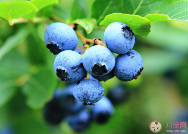 每天給孩子吃一盒藍莓視力真的會變好嗎 吃藍莓有助于緩解甲狀腺問題嗎