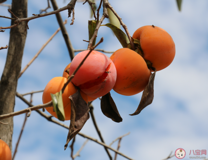 柿子的澀味從哪來 霜降前后柿子最甜嗎 柿子的澀味從哪來 霜降前后柿子最甜嗎
