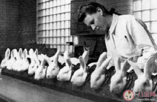 兔子曾被當做過驗孕棒嗎 為什么常用兔子做實驗