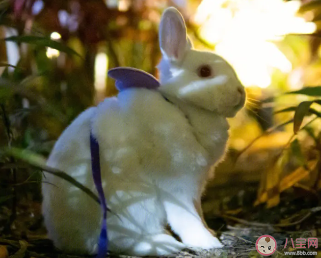 兔子曾被當做過驗孕棒嗎 為什么常用兔子做實驗