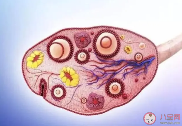 排卵后1周是黃體破裂高危期嗎 如何避免黃體破裂