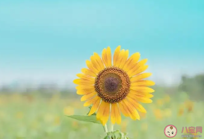 淡人和濃人是什么梗 淡人和濃人梗的由來是什么