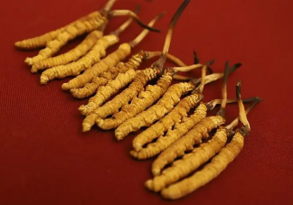 以次充好成蟲(chóng)草市場(chǎng)重災(zāi)區(qū)嗎 買蟲(chóng)草怎么挑選