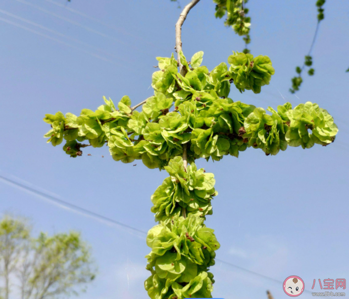 春季美食小貼士民間常說(shuō)的榆錢是榆樹(shù)的什么 螞蟻莊園3月17日答案