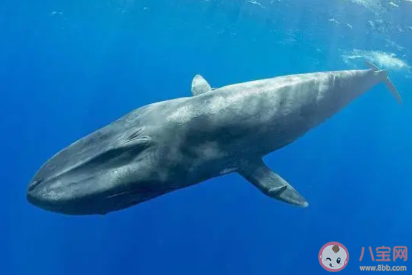 藍(lán)鯨的心率變化幅度怎么樣 神奇海洋3月20日答案