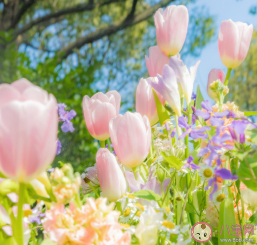 詩句春日春風有時好春日春風有時惡描寫的是春季的哪種特點 螞蟻莊園3月21日答案 詩句春日春風有時好春日春風有時惡描寫的是春季的哪種特點 螞蟻莊園3月21日答案
