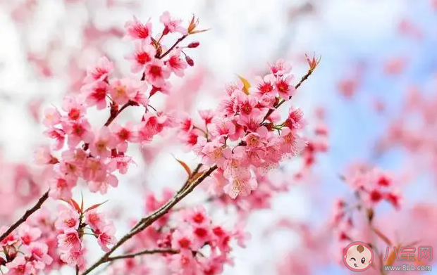 詩句春日春風有時好春日春風有時惡描寫的是春季的哪種特點 螞蟻莊園3月21日答案 詩句春日春風有時好春日春風有時惡描寫的是春季的哪種特點 螞蟻莊園3月21日答案