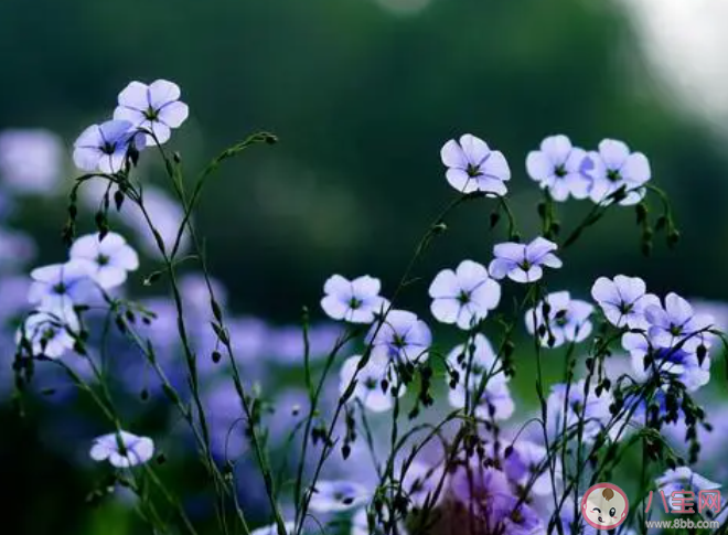 詩句春日春風有時好春日春風有時惡描寫的是春季的哪種特點 螞蟻莊園3月21日答案 詩句春日春風有時好春日春風有時惡描寫的是春季的哪種特點 螞蟻莊園3月21日答案