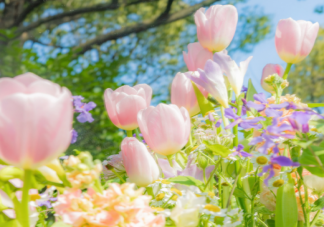 詩句春日春風有時好春日春風有時惡描寫的是春季的哪種特點 螞蟻莊園3月21日答案