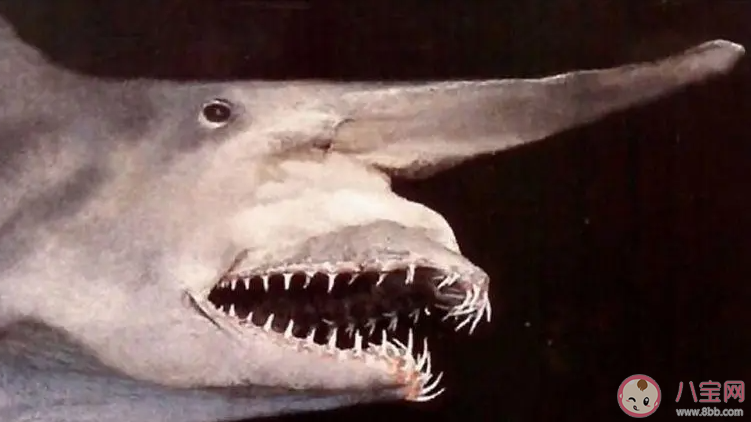 以下哪種鯊魚有魔鬼鯊之稱 神奇海洋3月21日答案 以下哪種鯊魚有魔鬼鯊之稱 神奇海洋3月21日答案