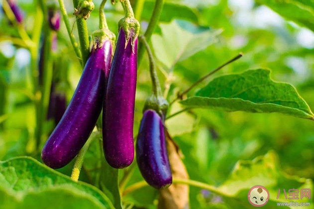 落蘇是以下哪種蔬菜的別稱 螞蟻莊園3月23日答案 落蘇是以下哪種蔬菜的別稱 螞蟻莊園3月23日答案