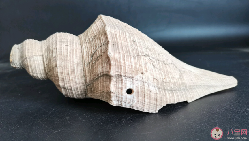 以下哪種海洋生物被稱為珊瑚礁守護(hù)者 神奇海洋3月25日答案