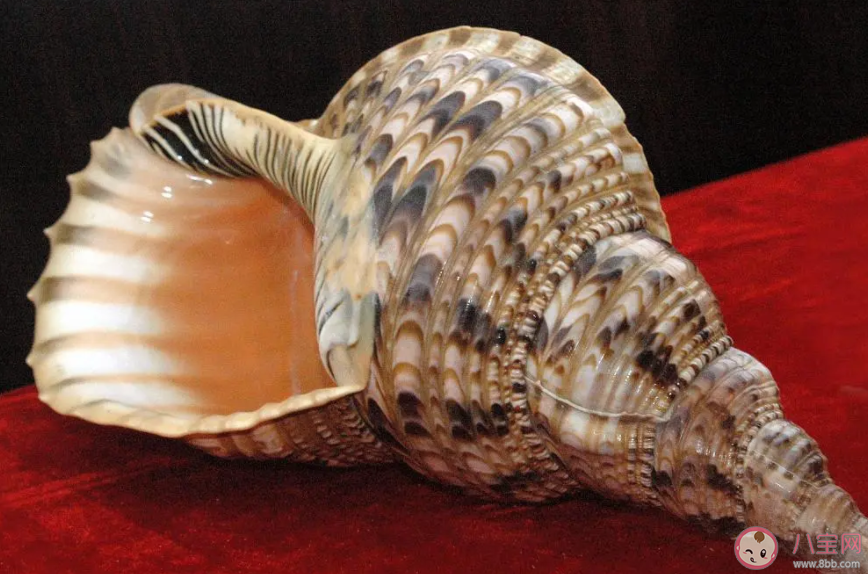 以下哪種海洋生物被稱為珊瑚礁守護(hù)者 神奇海洋3月25日答案