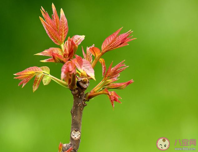 以下哪一項是春季常見的芽類蔬菜 螞蟻莊園3月26日答案 以下哪一項是春季常見的芽類蔬菜 螞蟻莊園3月26日答案