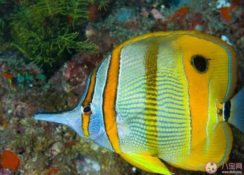 蝴蝶魚是海洋中的變色高手它的體表有大量的什么 神奇海洋3月26日答案 蝴蝶魚是海洋中的變色高手它的體表有大量的什么 神奇海洋3月26日答案