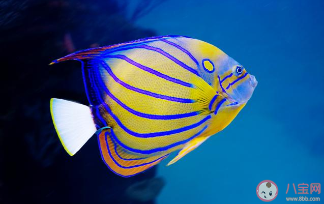 蝴蝶魚是海洋中的變色高手它的體表有大量的什么 神奇海洋3月26日答案 蝴蝶魚是海洋中的變色高手它的體表有大量的什么 神奇海洋3月26日答案