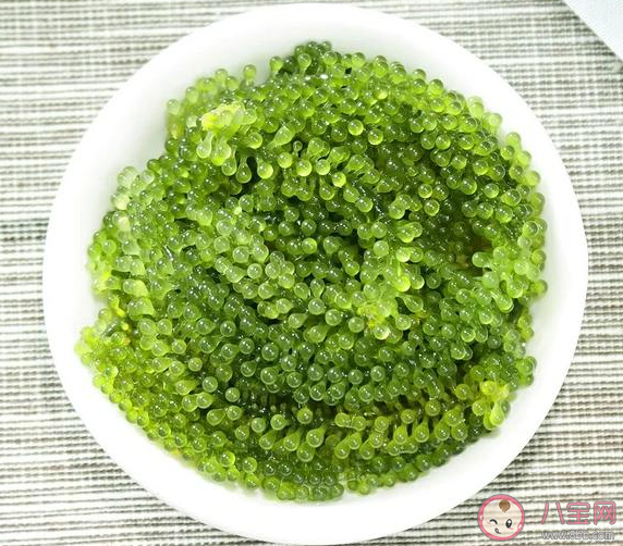 人們所說的海葡萄其實是一種什么 神奇海洋3月27日答案 人們所說的海葡萄其實是一種什么 神奇海洋3月27日答案