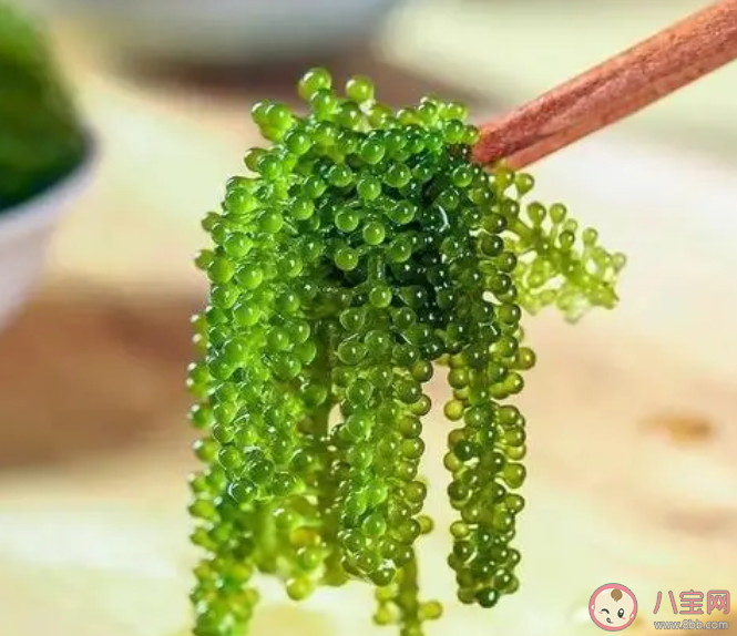 人們所說的海葡萄其實是一種什么 神奇海洋3月27日答案 人們所說的海葡萄其實是一種什么 神奇海洋3月27日答案