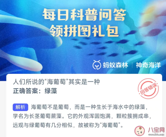 人們所說的海葡萄其實是一種什么 神奇海洋3月27日答案 人們所說的海葡萄其實是一種什么 神奇海洋3月27日答案