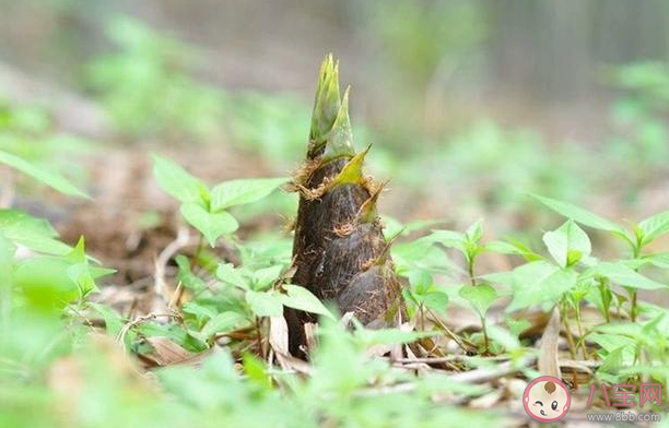 買回來的新鮮春筍吃不完怎么保存更合適 螞蟻莊園3月29日答案 買回來的新鮮春筍吃不完怎么保存更合適 螞蟻莊園3月29日答案