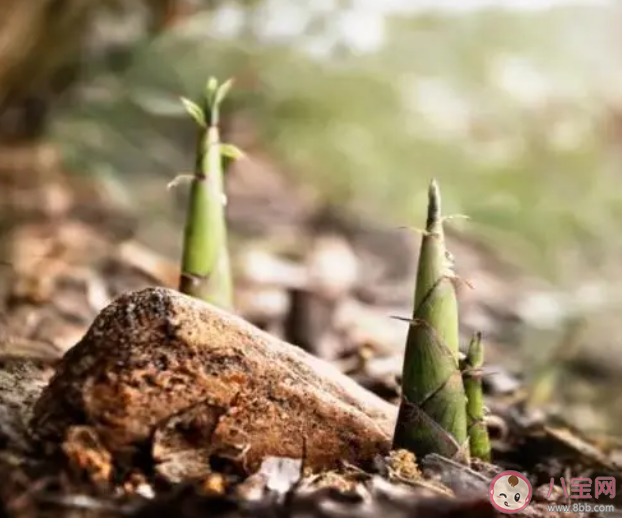 買回來的新鮮春筍吃不完怎么保存更合適 螞蟻莊園3月29日答案 買回來的新鮮春筍吃不完怎么保存更合適 螞蟻莊園3月29日答案