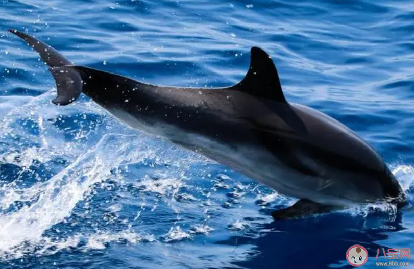 哪種海洋動物受傷后具有快速的自愈能力 神奇海洋3月29日答案