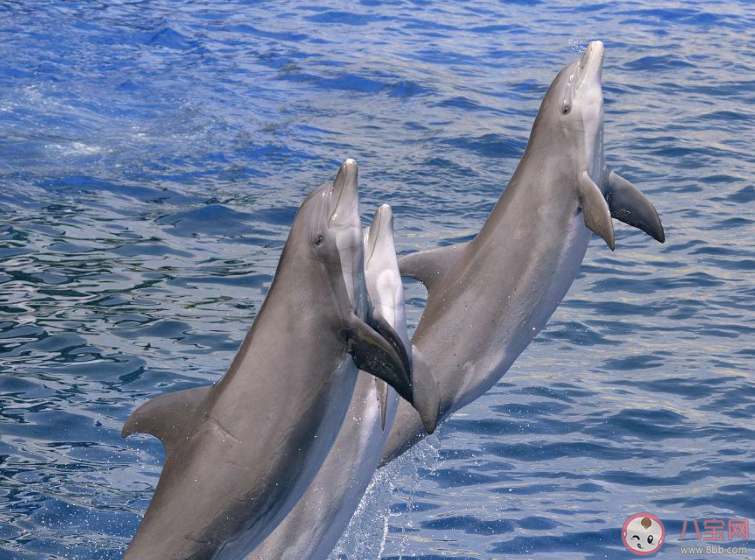 哪種海洋動物受傷后具有快速的自愈能力 神奇海洋3月29日答案