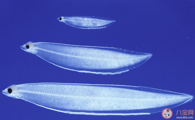 生活在海中的柳葉鰻是鰻魚的哪個時期 神奇海洋4月1日答案 生活在海中的柳葉鰻是鰻魚的哪個時期 神奇海洋4月1日答案