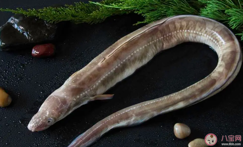 生活在海中的柳葉鰻是鰻魚的哪個時期 神奇海洋4月1日答案 生活在海中的柳葉鰻是鰻魚的哪個時期 神奇海洋4月1日答案