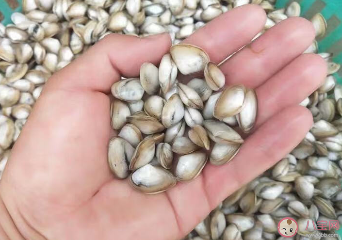 被稱為海瓜子的海洋動(dòng)物是什么 神奇海洋4月2日答案