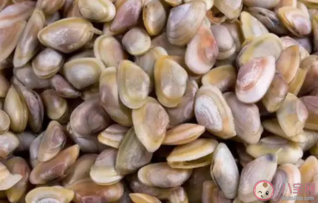 被稱為海瓜子的海洋動(dòng)物是什么 神奇海洋4月2日答案