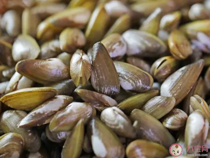 被稱為海瓜子的海洋動(dòng)物是什么 神奇海洋4月2日答案