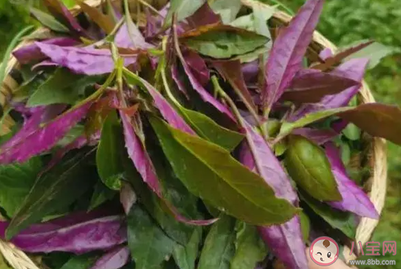 大媽連吃7天野菜吐血暈厥是怎么回事 野菜能多吃嗎 大媽連吃7天野菜吐血暈厥是怎么回事 野菜能多吃嗎